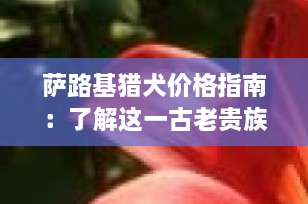 萨路基猎犬价格指南：了解这一古老贵族犬种的价值
