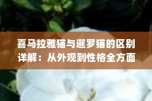 喜马拉雅猫与暹罗猫的区别详解：从外观到性格全方面对比