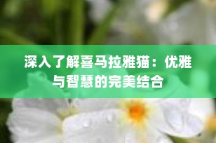 深入了解喜马拉雅猫：优雅与智慧的完美结合