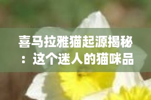 喜马拉雅猫起源揭秘：这个迷人的猫咪品种究竟来自哪个国家？