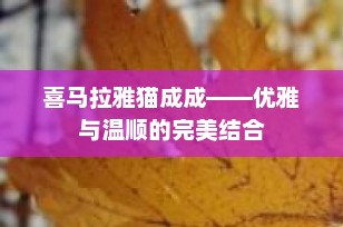 喜马拉雅猫成成——优雅与温顺的完美结合