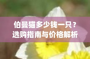 伯曼猫多少钱一只？选购指南与价格解析