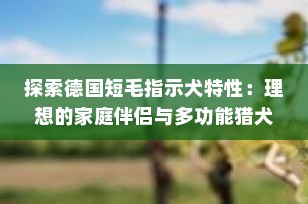 探索德国短毛指示犬特性：理想的家庭伴侣与多功能猎犬