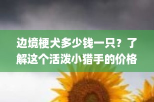 边境梗犬多少钱一只？了解这个活泼小猎手的价格与饲养要点