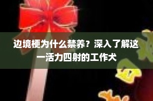 边境梗为什么禁养？深入了解这一活力四射的工作犬