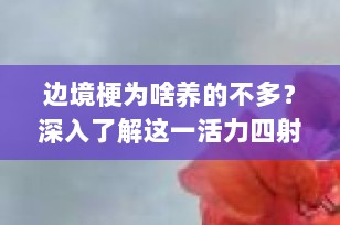 边境梗为啥养的不多？深入了解这一活力四射但要求严格的犬种