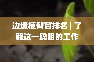 边境梗智商排名 | 了解这一聪明的工作犬种