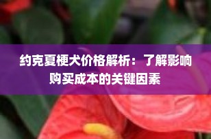 约克夏梗犬价格解析：了解影响购买成本的关键因素