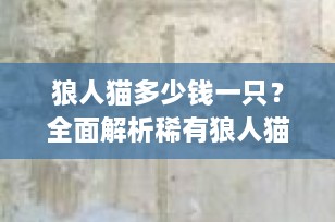 狼人猫多少钱一只？全面解析稀有狼人猫的价格与饲养指南