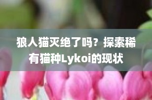 狼人猫灭绝了吗？探索稀有猫种Lykoi的现状