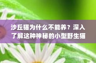 沙丘猫为什么不能养？深入了解这种神秘的小型野生猫科动物