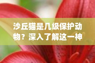 沙丘猫是几级保护动物？深入了解这一神秘沙漠精灵的保护现状