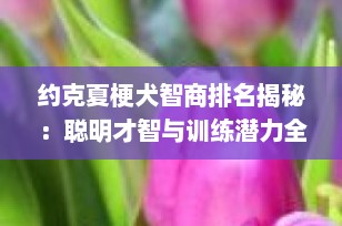 约克夏梗犬智商排名揭秘：聪明才智与训练潜力全解析