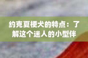 约克夏梗犬的特点：了解这个迷人的小型伴侣犬