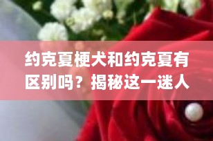 约克夏梗犬和约克夏有区别吗？揭秘这一迷人的小型伴侣犬