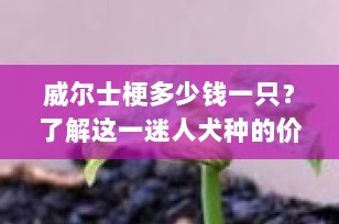 威尔士梗多少钱一只？了解这一迷人犬种的价格与饲养要点