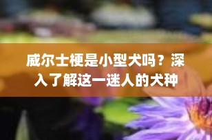 威尔士梗是小型犬吗？深入了解这一迷人的犬种