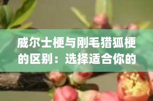 威尔士梗与刚毛猎狐梗的区别：选择适合你的宠物伙伴