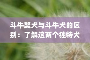 斗牛獒犬与斗牛犬的区别：了解这两个独特犬种的关键差异