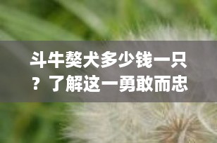 斗牛獒犬多少钱一只？了解这一勇敢而忠诚的伴侣的价格