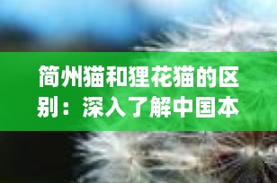 简州猫和狸花猫的区别：深入了解中国本土猫咪的独特魅力