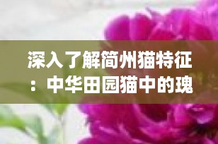 深入了解简州猫特征：中华田园猫中的瑰宝