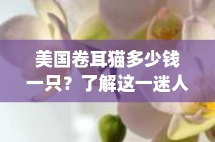 美国卷耳猫多少钱一只？了解这一迷人宠物的价格与价值