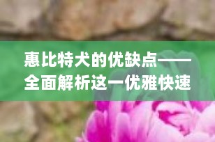 惠比特犬的优缺点——全面解析这一优雅快速的家庭伙伴