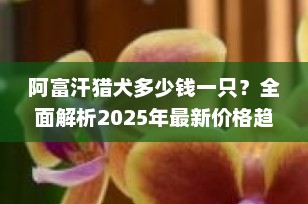 阿富汗猎犬多少钱一只？全面解析2025年最新价格趋势