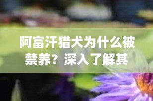 阿富汗猎犬为什么被禁养？深入了解其特性与潜在风险