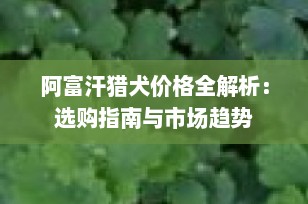 阿富汗猎犬价格全解析：选购指南与市场趋势