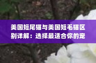 美国短尾猫与美国短毛猫区别详解：选择最适合你的宠物伙伴
