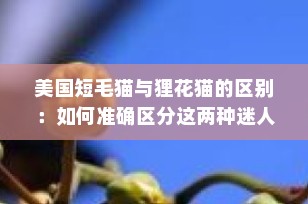 美国短毛猫与狸花猫的区别：如何准确区分这两种迷人的猫咪
