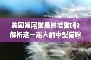 美国短尾猫是长毛猫吗？解析这一迷人的中型猫咪品种