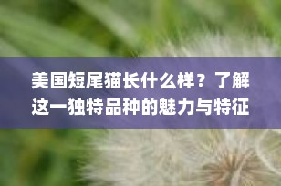 美国短尾猫长什么样？了解这一独特品种的魅力与特征
