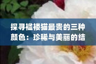 探寻褴褛猫最贵的三种颜色：珍稀与美丽的结合