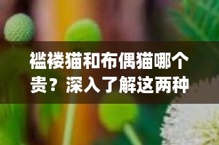 褴褛猫和布偶猫哪个贵？深入了解这两种迷人的长毛猫品种
