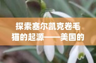 探索塞尔凯克卷毛猫的起源——美国的独特宠物宝藏