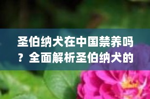 圣伯纳犬在中国禁养吗？全面解析圣伯纳犬的饲养政策与注意事项