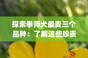 探索拳师犬最贵三个品种：了解这些珍贵的伴侣犬