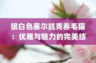 银白色塞尔凯克卷毛猫：优雅与魅力的完美结合