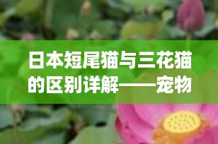 日本短尾猫与三花猫的区别详解——宠物爱好者的必备指南