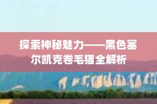 探索神秘魅力——黑色塞尔凯克卷毛猫全解析