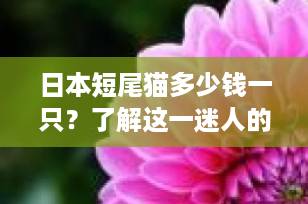 日本短尾猫多少钱一只？了解这一迷人的猫咪品种及其价格