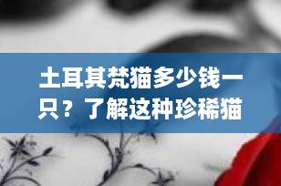土耳其梵猫多少钱一只？了解这种珍稀猫咪的市场价格