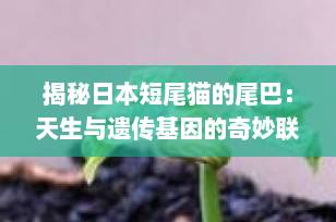 揭秘日本短尾猫的尾巴：天生与遗传基因的奇妙联系