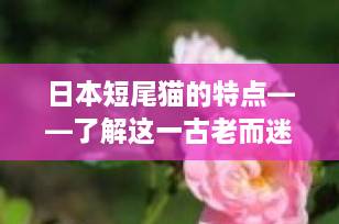 日本短尾猫的特点——了解这一古老而迷人的猫种