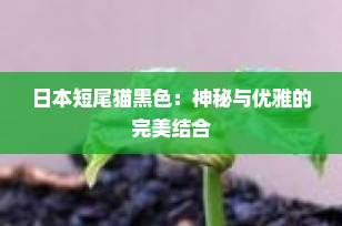 日本短尾猫黑色：神秘与优雅的完美结合