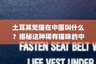 土耳其梵猫在中国叫什么？揭秘这种稀有猫咪的中文名称与独特魅力