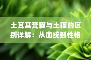 土耳其梵猫与土猫的区别详解：从血统到性格的全方位对比